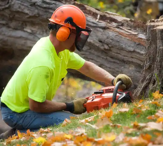 tree services Carlstadt